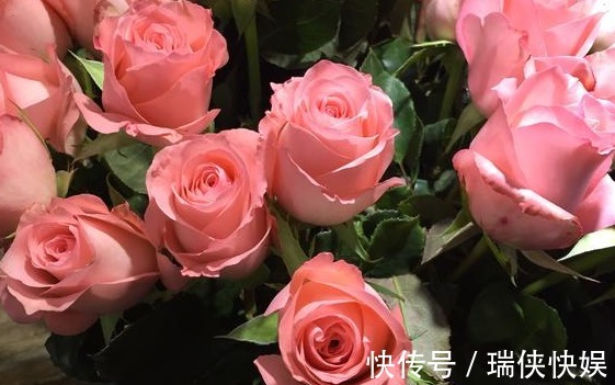 大家见过“戴安娜玫瑰”吗花姿优雅,温柔浪漫,观赏性价值极高