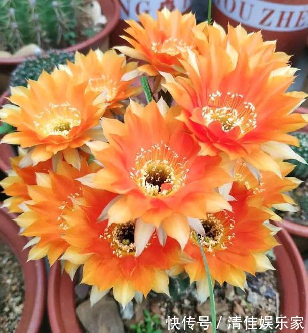 花卉|夏季养花,首选这些不怕晒,不怕旱的花卉,养着省心、看着养眼