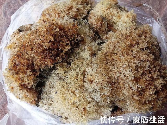 竹子|竹子被虫咬后开的花,若你家竹林里有,请别当病害,价值十分珍贵