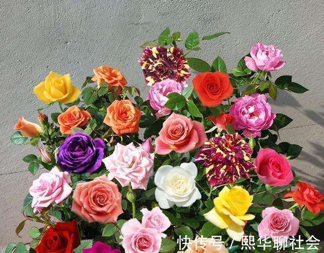 盆栽|家里放盆栽,有“2养2不养”之说,懂花的人都明白