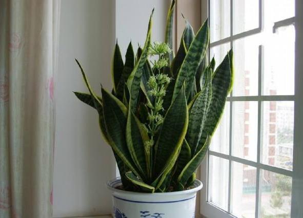 2种花,能让室内的“甲醛”减少,比“净化器”都有用,值得养!