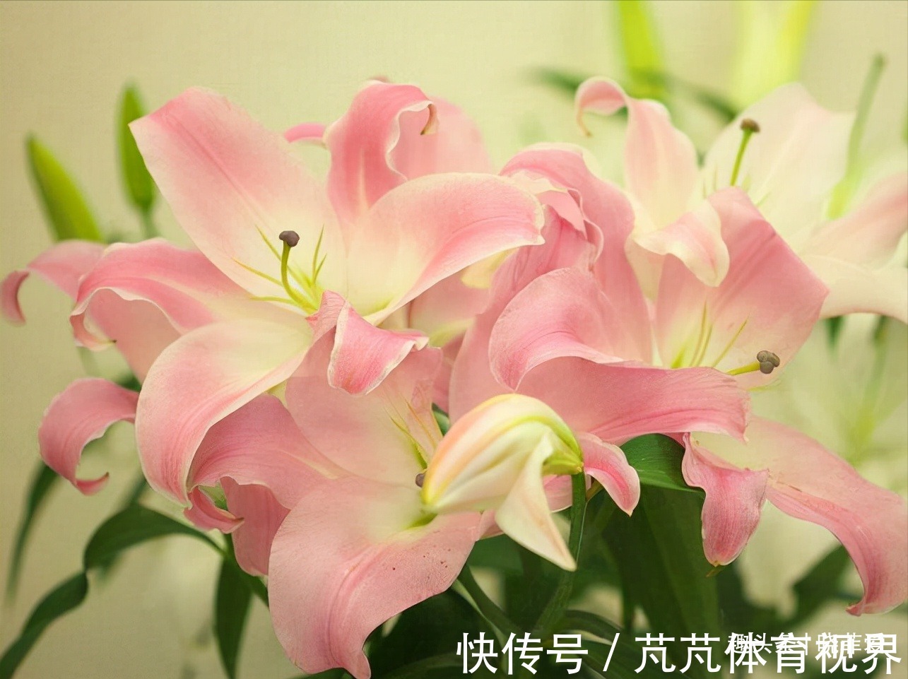 提醒：这12种“漂亮花”，不适合养在室内，别不当回事