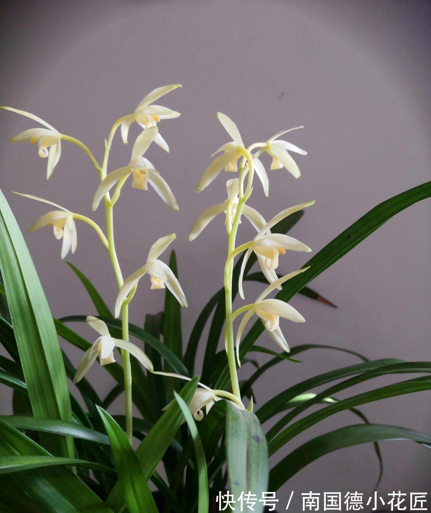 此种兰花怎么看都美，比白菜便宜，花香四溢，勤花勤草好养活