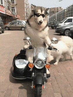 |搞笑GIF趣图：夫妻相相似度百分之九十九，好幸福哦