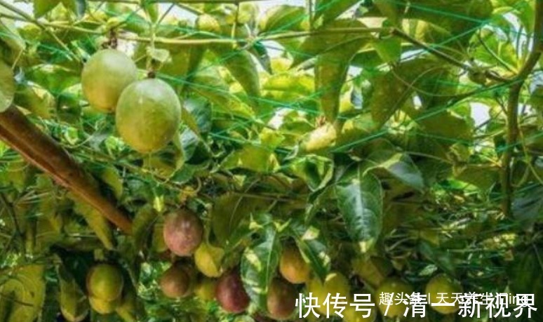 排毒养颜|会吃的女人更健康,推荐以下食物,排毒清肠,减肥瘦身,睡眠变好