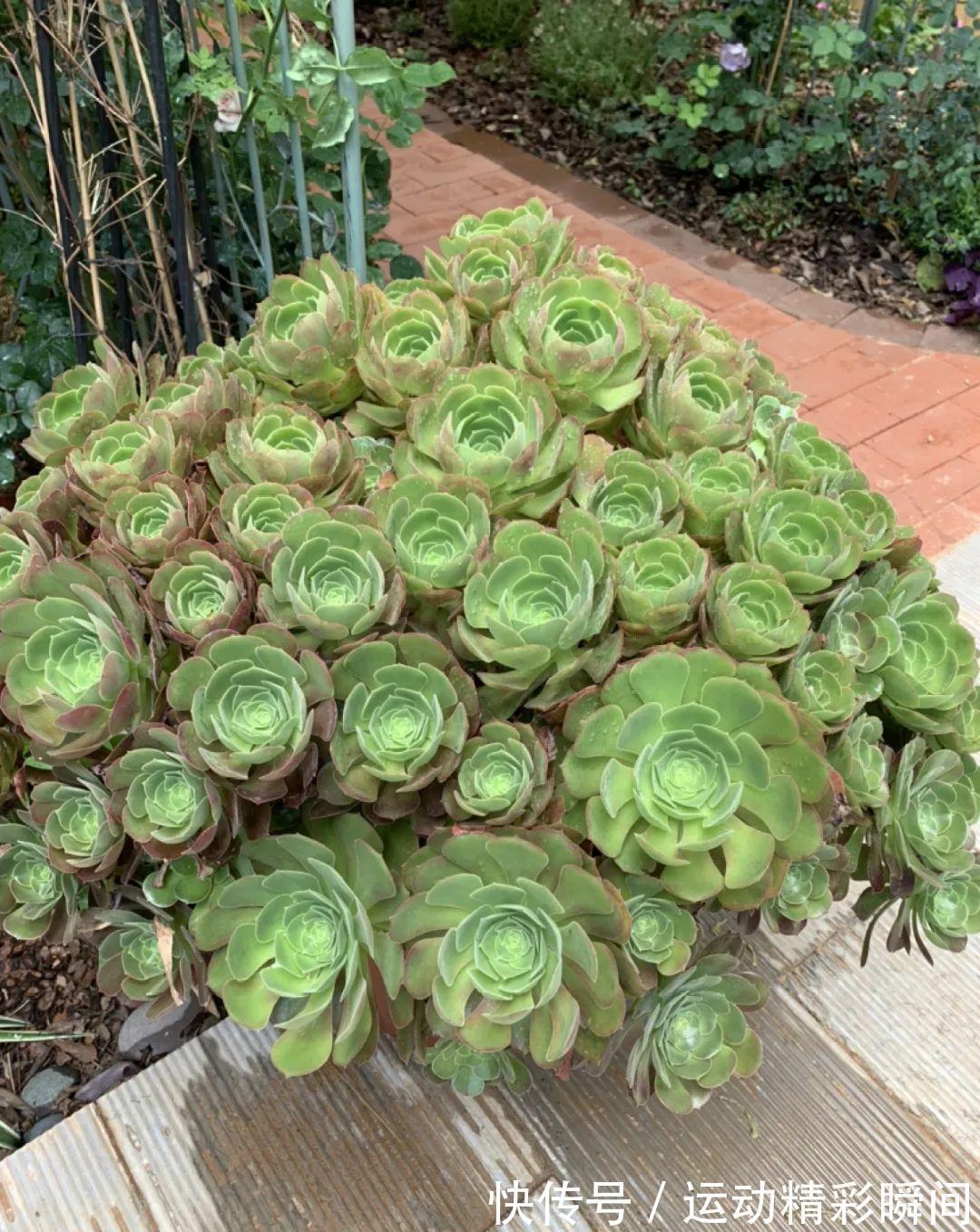 十几年的多肉“妖精”,自然老桩头,造型太美