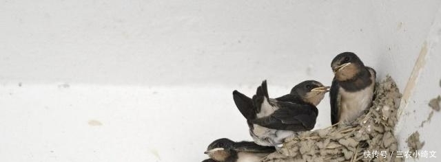 俗语|俗语:“宅子出三喜,家里人才辈出”,指的哪三喜?看看你家有没