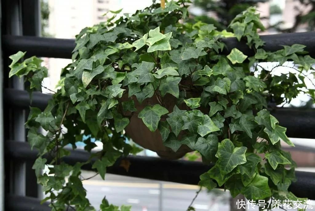 颗粒物|7种可以吸附室内灰尘和颗粒物的绿色观叶植物，可以多养几盆