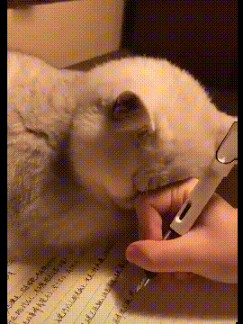 |幽默段子:为什么要在晚上认识,白天我能认识啊?