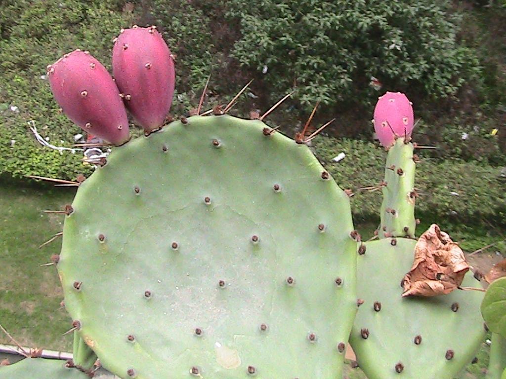 仙人掌不仅能开花,还能结果果实可遇不可求