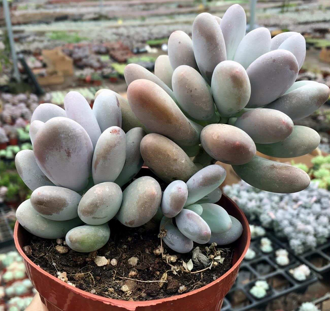 这四种多肉,外观差不多,你分得清吗?