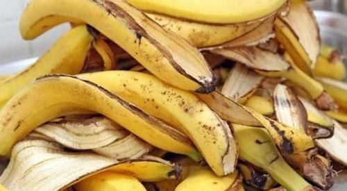 浇花|香蕉皮，作为天然有机肥，“酵一酵”养花，有这5大妙用