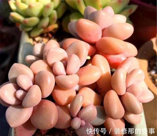 多肉中的“四胞胎”,长相相似却各有千秋,教你这样辨别!