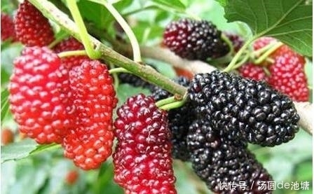 女人|桑葚和它一起煮,助女人养肝补气血,色斑淡了,眼睛更明亮