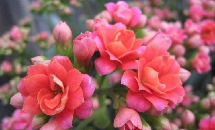 养花就养这几款，名字好听，开更美，开花漂亮上档次！