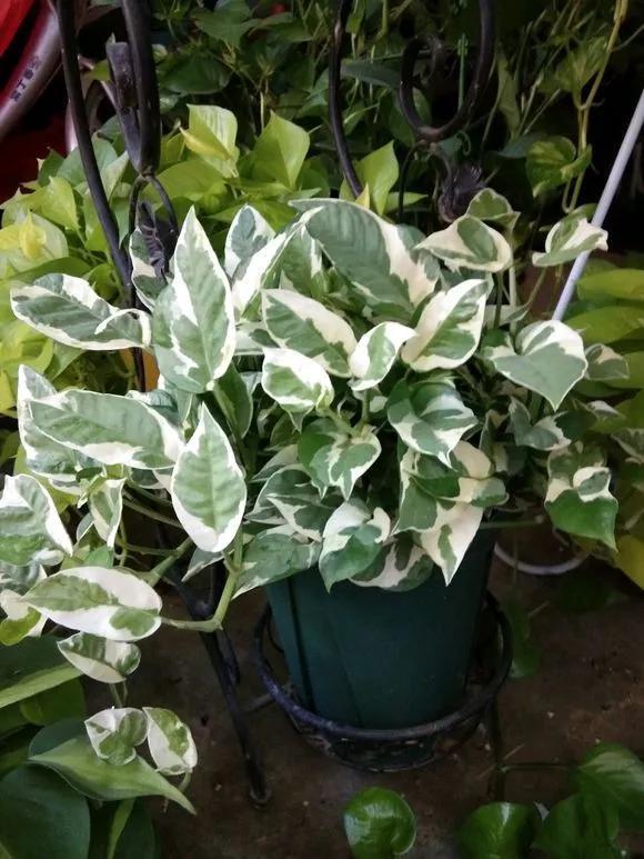 养花8个坏习惯要“戒掉”,人人犯过,至少2个!