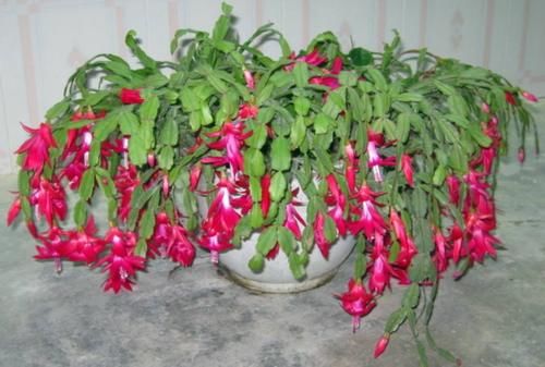 怎么合理使用这几样“水”浇花，实现去其糟粕？