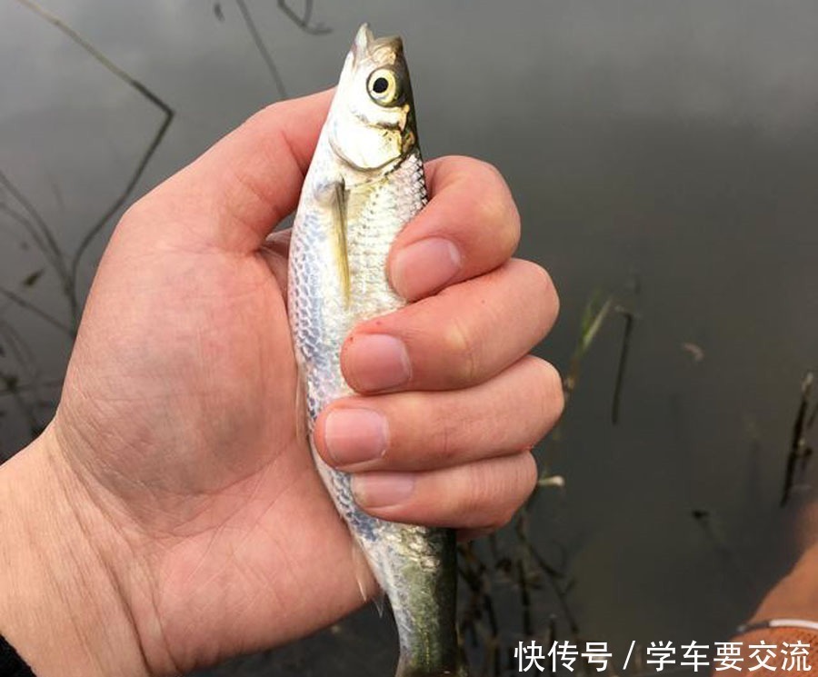 白条闹钩，被钓友所唾弃，总结7种应对方法