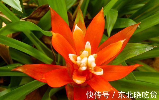 农历9月25日霜降后，养什么花？以下3种花，健康长寿大吉大利