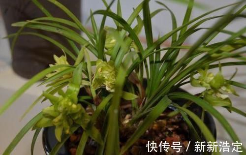兰花盆里,放几粒“它”,比啥肥都好使,猛窜新芽,越长越旺