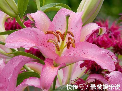 阳台|养花就养这几款,轻松长到大缸装不下,阳台变花园,太美了!