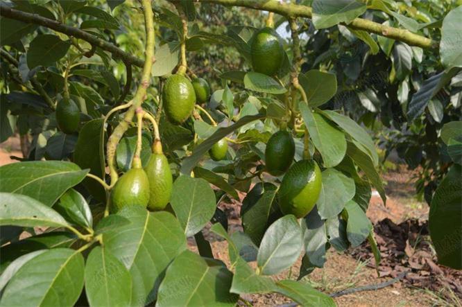 护肝|想长寿先养肝，常吃以下四种食物，护肝排毒，给身体来个大扫除！