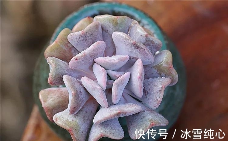 多肉丘比特,叶片粉紫色,自带小爱心,很难不让人一见倾心