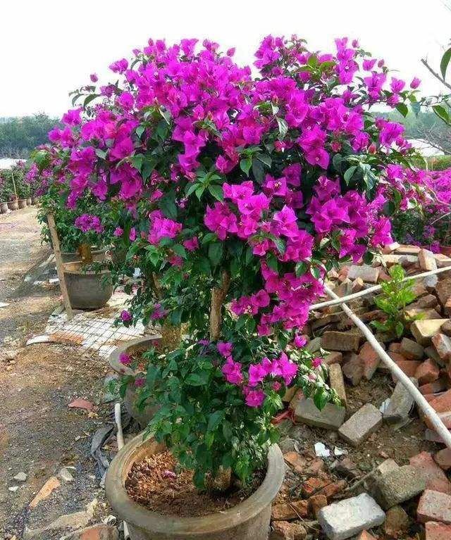 三角梅修剪有“诀窍”,教你多分枝的“秘密武器”,养出好状态!