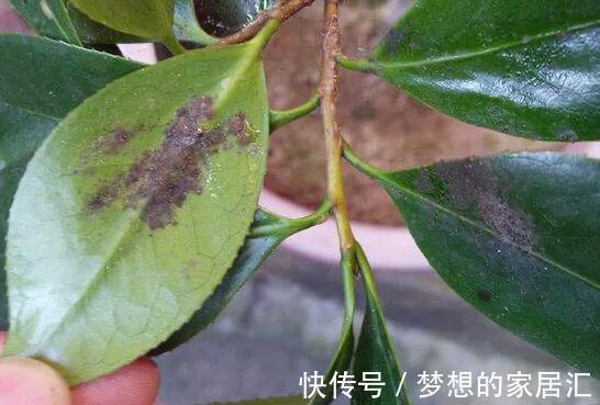 养花叶子发黄怎么办,用这种东西,一周叶片变得油绿发亮