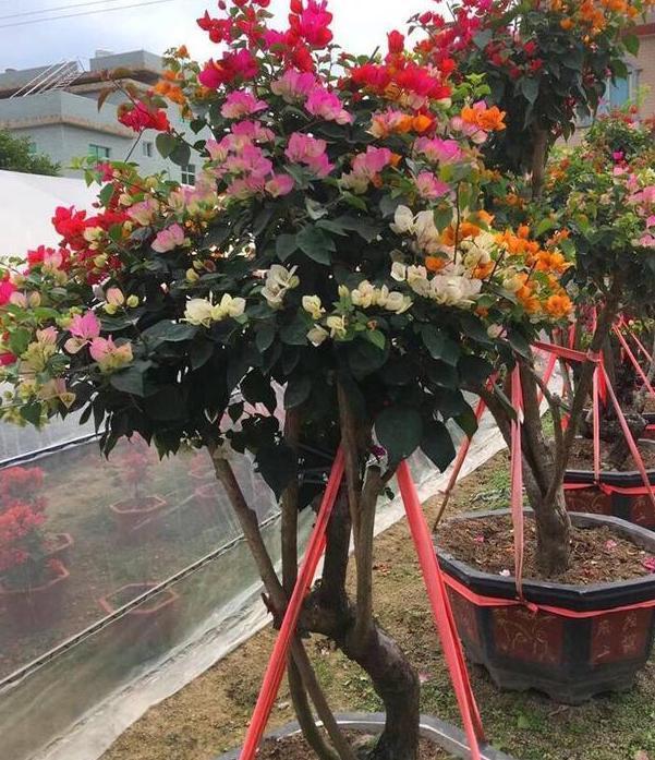 三角梅长势不佳、开花少该怎么办多注意4件事，养护零失误