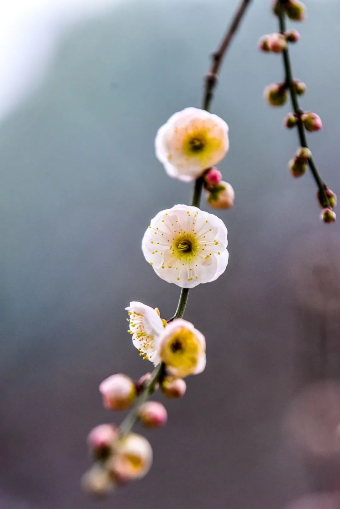 梅景|蜡梅、梅花罕见同开，武汉植物园限量版梅景上新