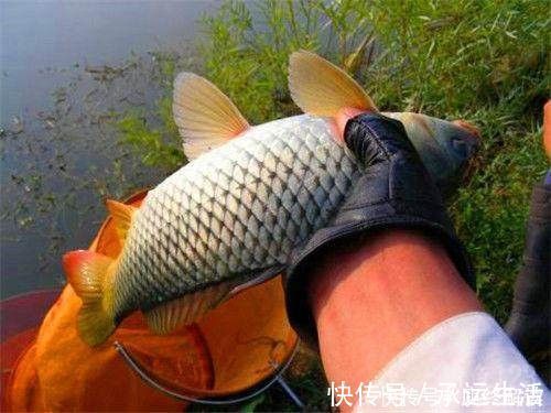 蚯蚓|蚯蚓钓鲤鱼难上钩鲤鱼都爱这几种自制土饵料，轻轻松松就能爆护