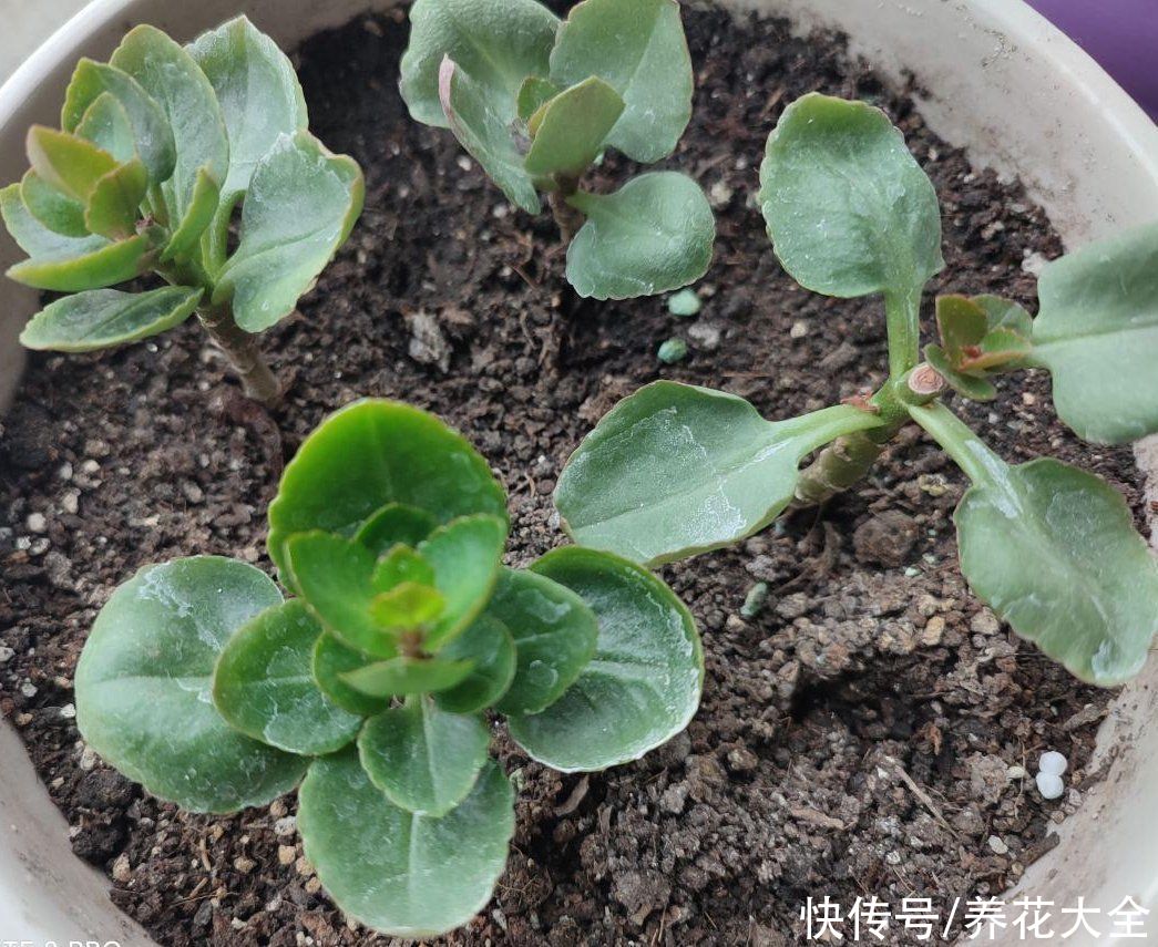 剪片叶子，放土里就能长出一盆，这4种花养到就是赚到