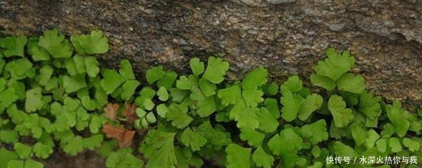 最怕“晒”的3种花,光照稍大就黄叶,养在“客厅”反而更旺盛!