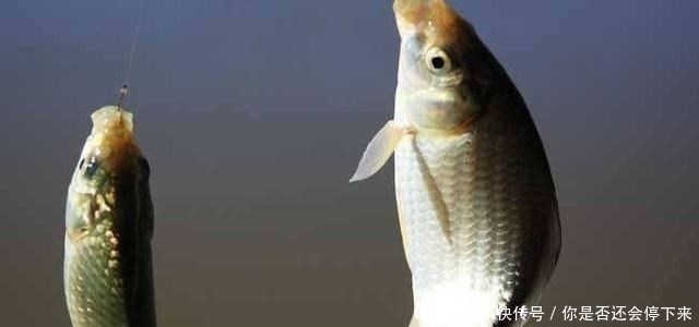 鱼情|为啥浮漂小动作很少,有动作就是送漂黑漂?这并非是鱼情好!