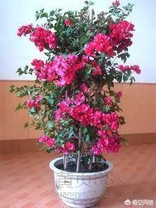 怎么样养三角梅好?