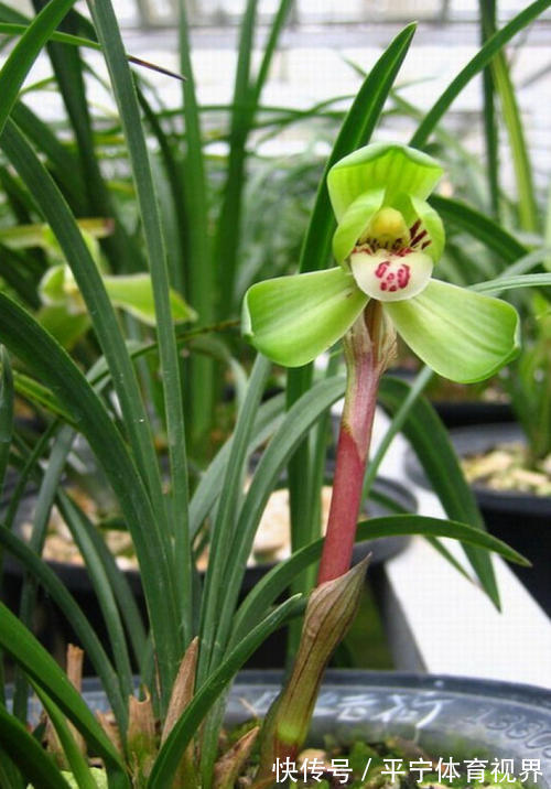春节|这几种花冬天开爆盆,但一般人家养得不多,现在养正开花,很漂亮