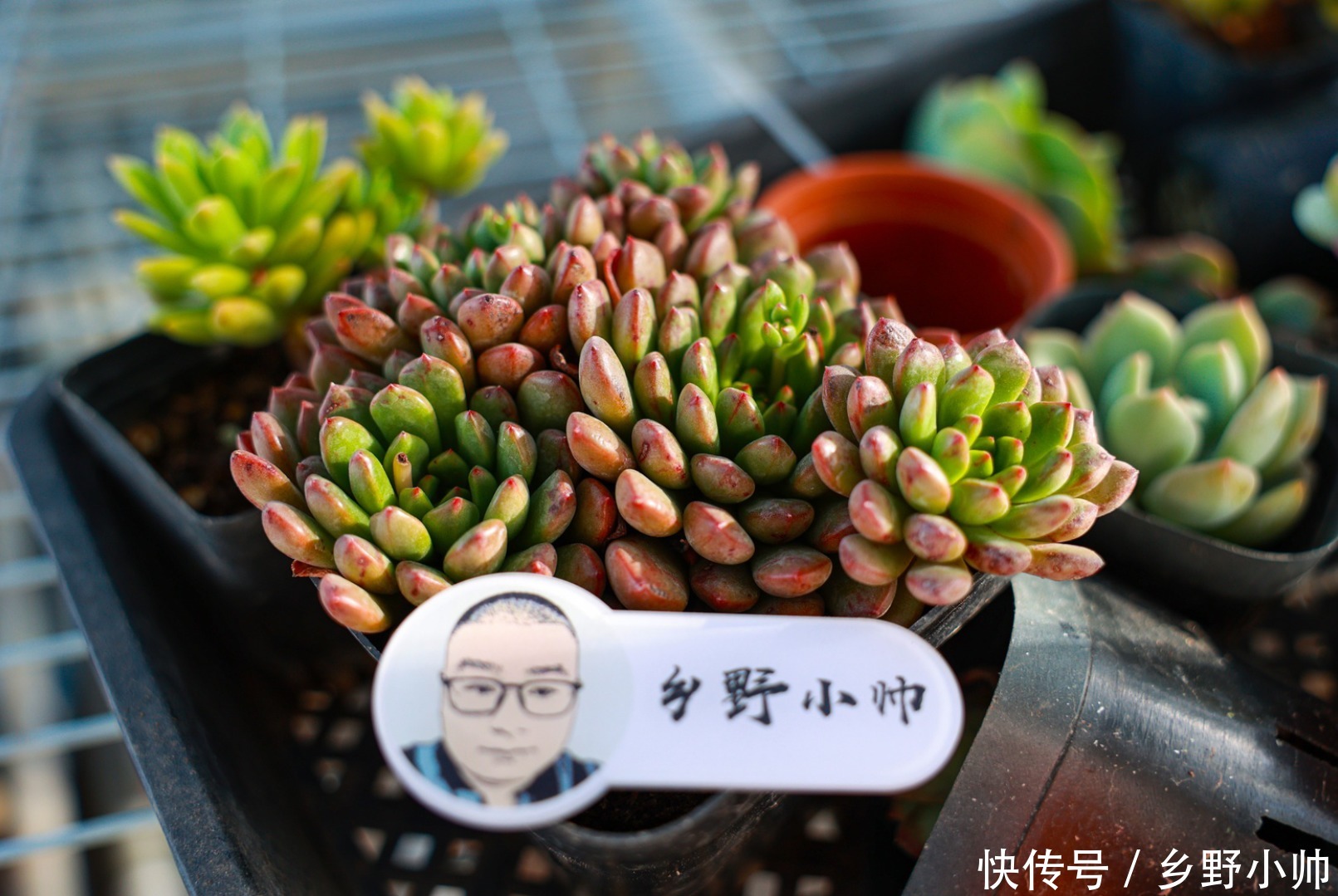 寓意|这几种多肉不仅呆萌可爱，而且寓意美好，养了它让你好运满满