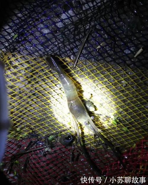 成果|女网友晒钓虾成果,赢来网友一片喝彩!