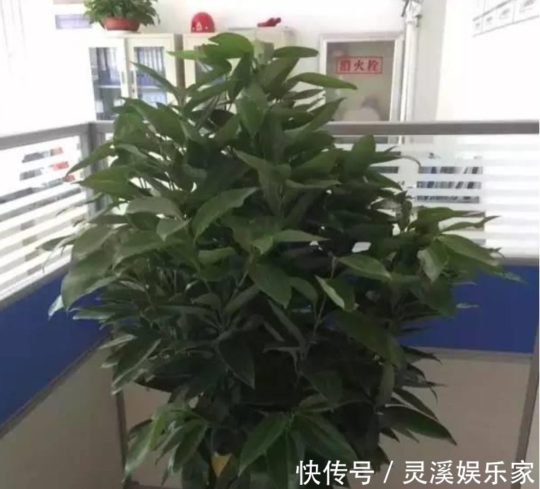 养花的五大误区,避免这五大错误,你养的花年年开爆阳台