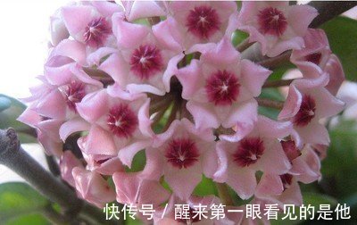 喜欢养护花卉,就在家中养护好养的3种花卉,太美了,很喜欢的花