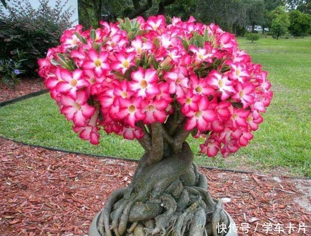 做对这些,沙漠玫瑰根系肥硕,开花娇艳,成为最美盆景!