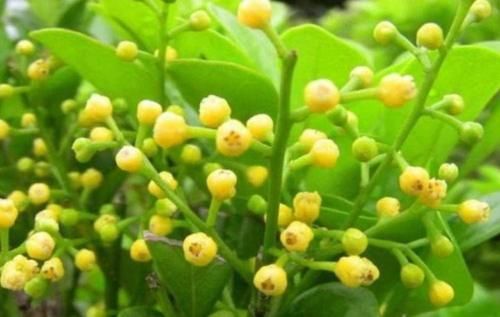 4种花现在养刚刚好，30天不浇水照样生长，一年开花不断