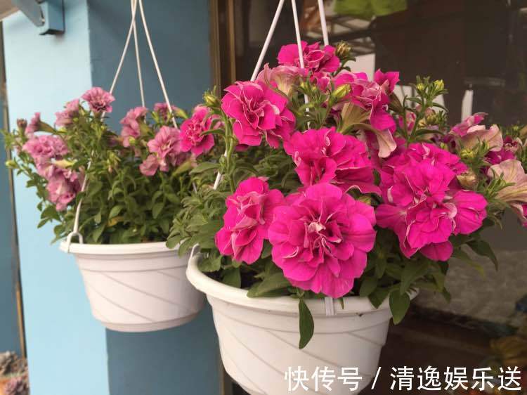 花海|这些花朵超好养,不管也爆盆,放在家里,你也能拥有一片花海