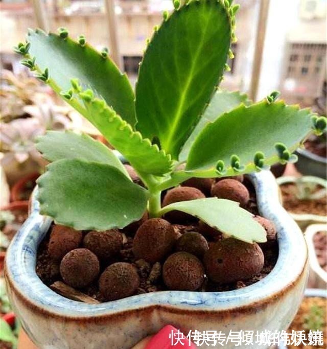 植料|工地边的“3种石料”没人要,却不知,都是栽花好料,养啥花都旺