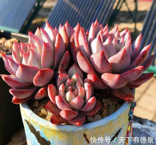 每一款|8款仙气十足的多肉,每一款都好养,适合新手,值得拥有!