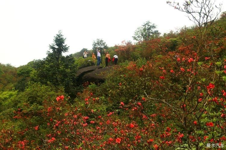 杜鹃花开芬芳自来。