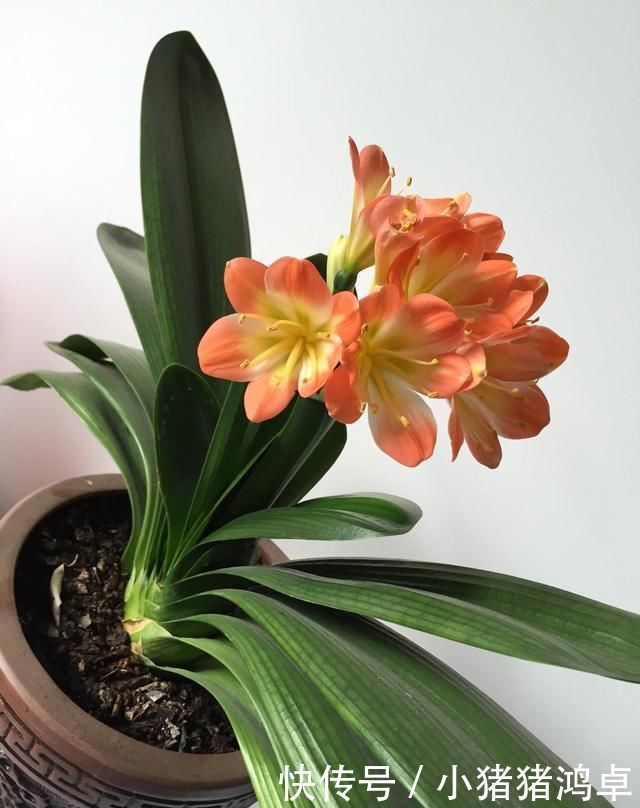 君子兰长得慢，给它吃一点“钙片”，根壮叶绿疯长，开成大花球