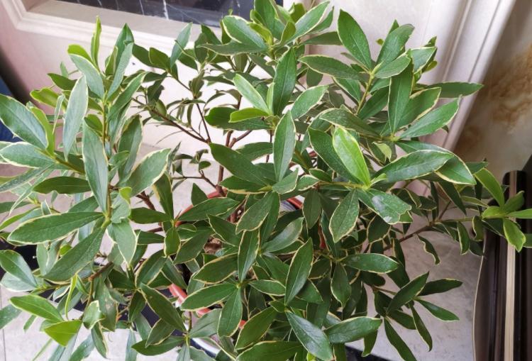 盆栽|这3种“香喷喷”的植物，值得居家盆栽，把控好细节长得旺