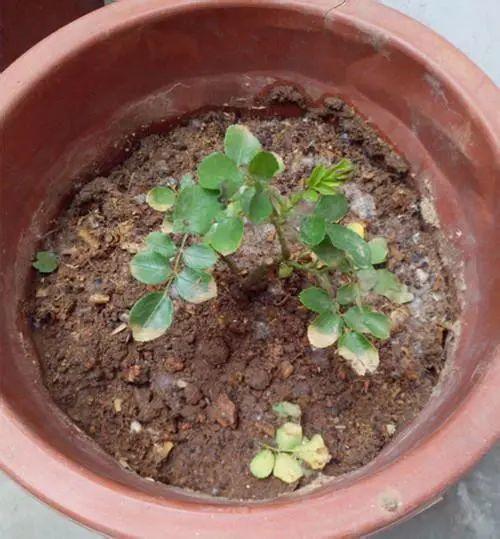 4种养花夺命水,秋天不要浇,一浇花就死!